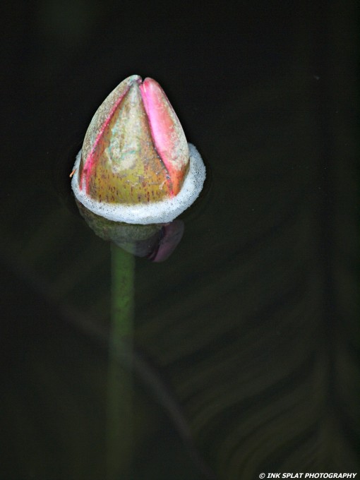 Waterlily bud with canna leaf reflection in water